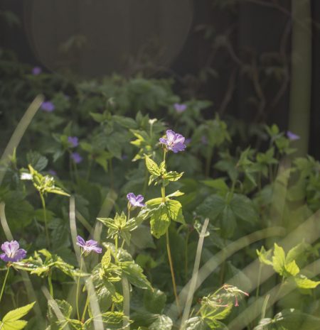 Voortuin beplanting
