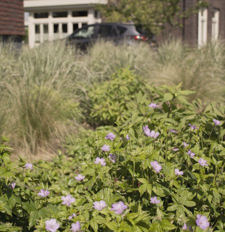 Voortuin beplanting